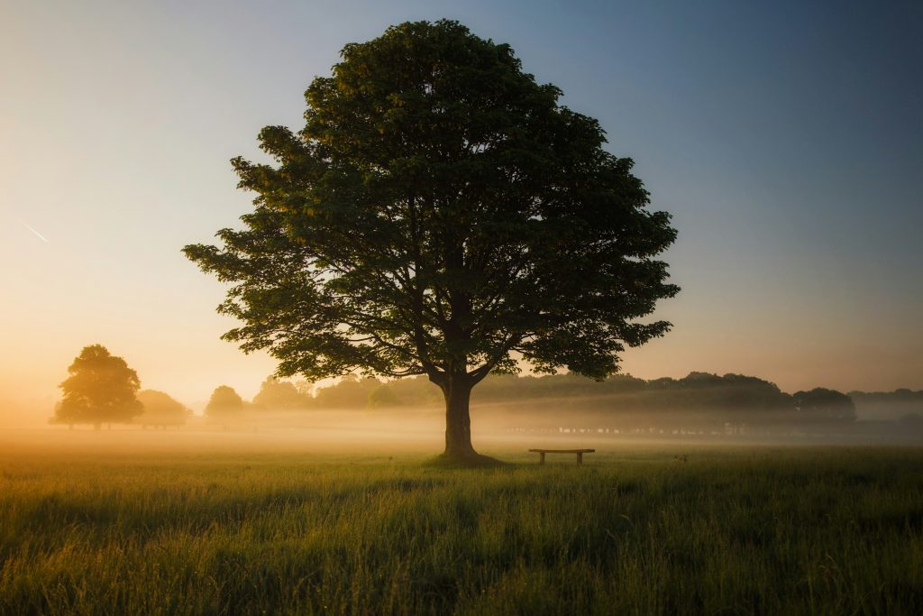 A single large tree in a field with mist in the background.